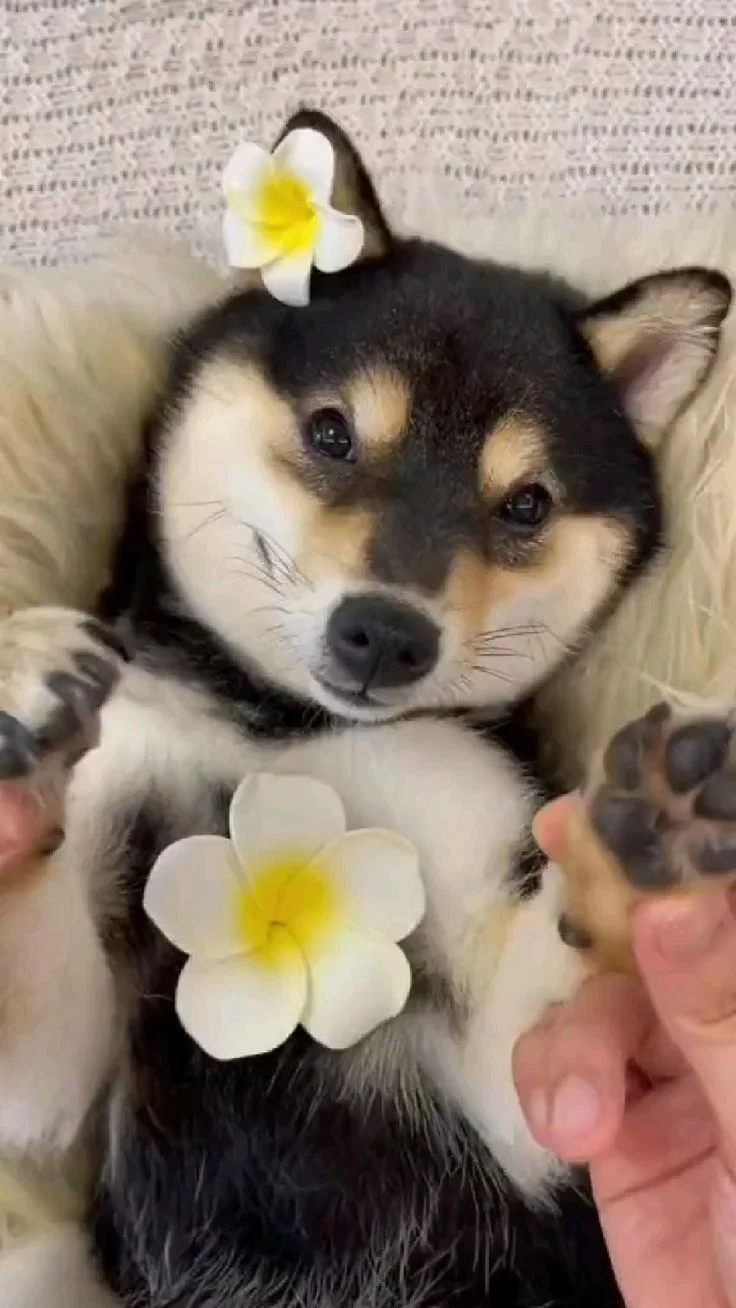 The Manyu Crypto Coin: What We Know About the New 'Dog Coin' and the Crypto Phenomenon Driving It